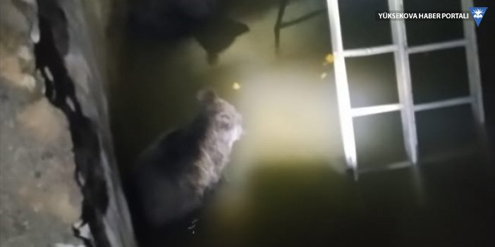 Şemdinli'de sulama havuzuna düşen ayı yavruları kurtarıldı