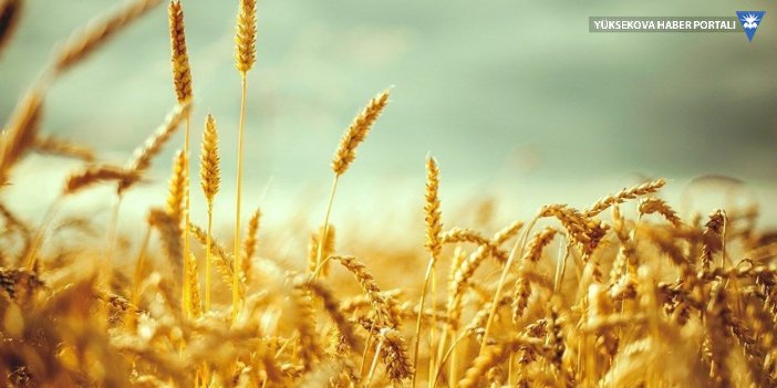 TMO'dan buğdaya yüzde 22 zam: Ekmek ve un fiyatlarına yansıyacak