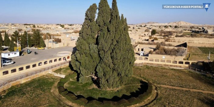 İran'ın dört bin yıllık ağacı UNESCO listesine girmeyi bekliyor