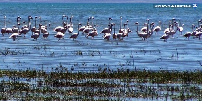 Van'daki Flamingo Alanı 'kesin korunacak hassas bölge' ilan edildi