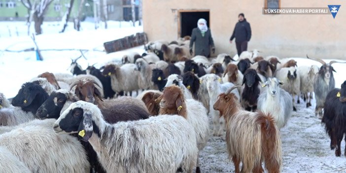 Yüksekova'da ani koyun ölümleri