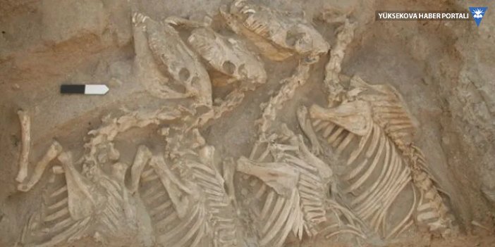 Mezopotamya'nın gizemli hayvanı kunga 'melez' çıktı