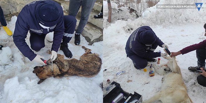 Hakkari'de elektrik teliyle boynu ve ayağından bağlanan köpekler kurtarıldı