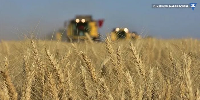 Buğday fiyatları 9,5 yılın zirvesine yükseldi