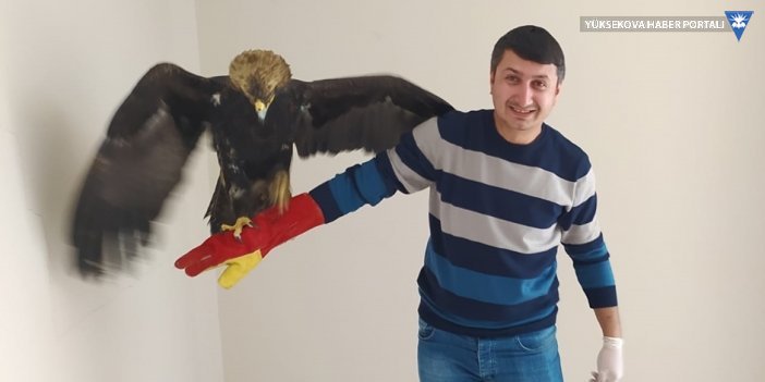 Yüksekova'da yaralı bulunan kartal tedavi sonrası doğaya salındı