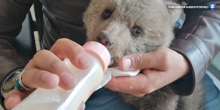 Çukurca'da annesi bulunamayan ayı yavrusu korumaya alındı