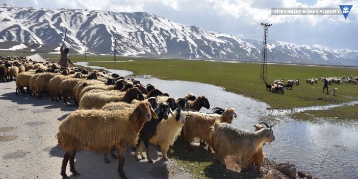 Besiciler: Yüksekova'daki yaylalar yasaklı, sabıkasız çoban da bulmak zor