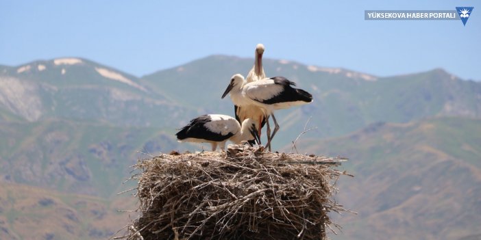 Yüksekova'da leylekler bacalar ve elektrik direklerinde