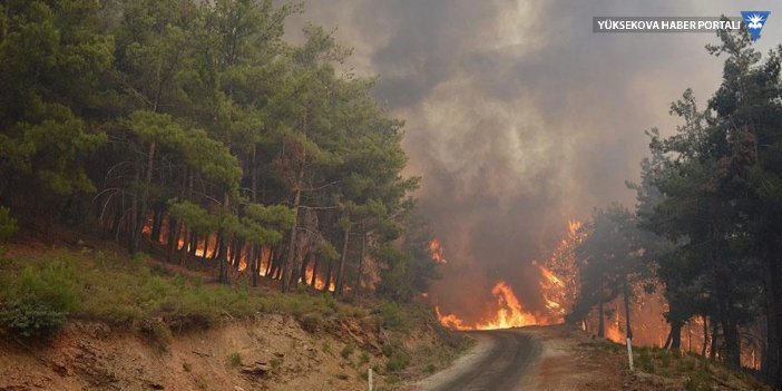 Orman Genel Müdürlüğü, milyonlarca ağacın kesilmesi talimatını verdi