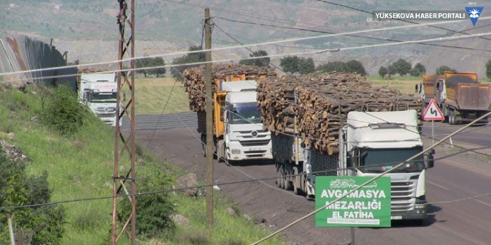 Greenpeace: Şırnak’taki ağaç kesimleri uzmanlık alanımız dışında