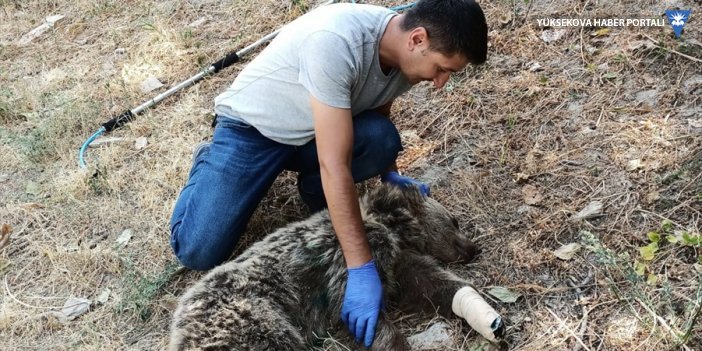 Hakkari'de tele takılarak yaralanan ayı tedavisinin ardından doğaya salındı