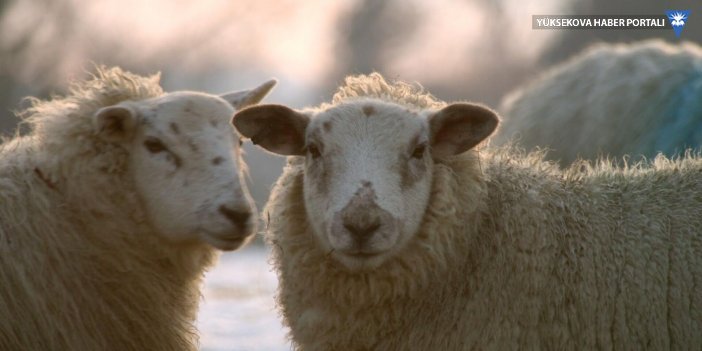 Çin'de çember olan koyunlar 12 gün boyunca döndü