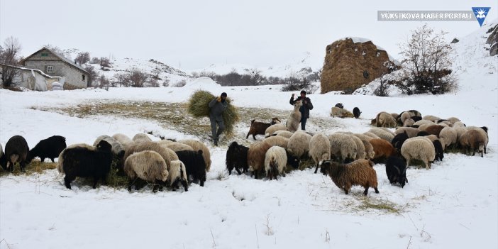 Hakkari ve ilçelerinde besicilerin kış şartlarıyla mücadelesi başladı
