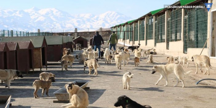 Yüksekova'da son iki yılda 2 bin 457 hayvan tedavi edildi