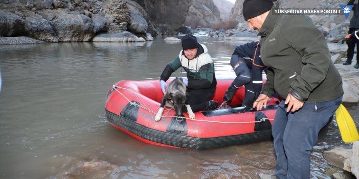 Zap Suyu'nun karşı tarafında mahsur kalan köpek botla kurtarıldı