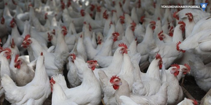 Japonya'da kuş gribi: Yaklaşık 10 milyon tavuk itlaf edildi