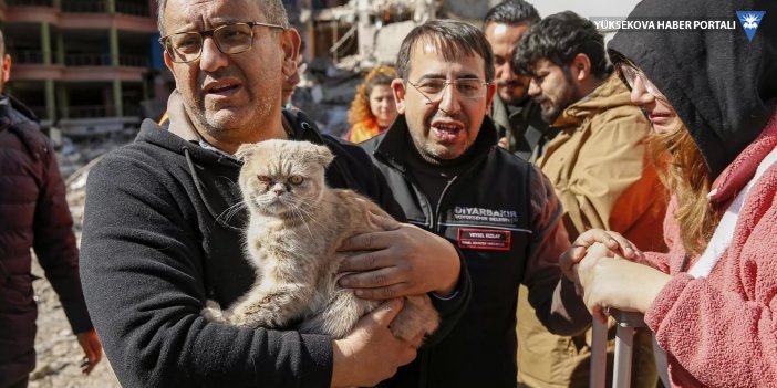 Diyarbakır'da ağır hasarlı siteden kurtarılan kedi sayısı 13'e ulaştı