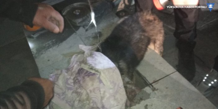 Hakkari'de şantiye alanındaki çelik kolonda sıkışan köpek kurtarıldı