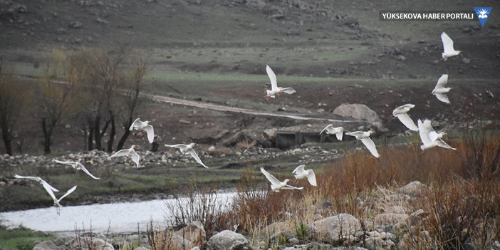 Yüksekova Nehil Sazlığı'nda tespit edilen kuş türü sayısı 200'ü geçti