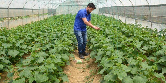 Yüksekovalı mevsimlik işçi sera kurarak üretime başladı