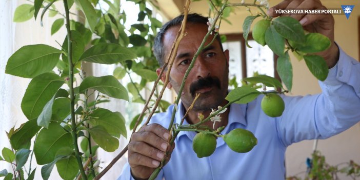 Evinin balkonunda limon yetiştirdi