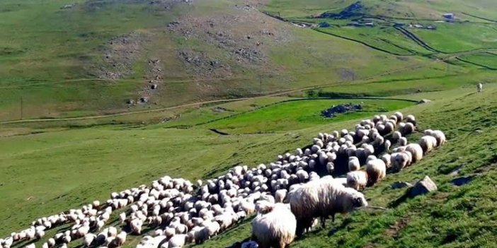 IŞİD üç çobanı kaçırdı, 400 koyunu da çaldı