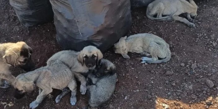 Diyarbakır’da öldürülen köpekler çöpe atıldı