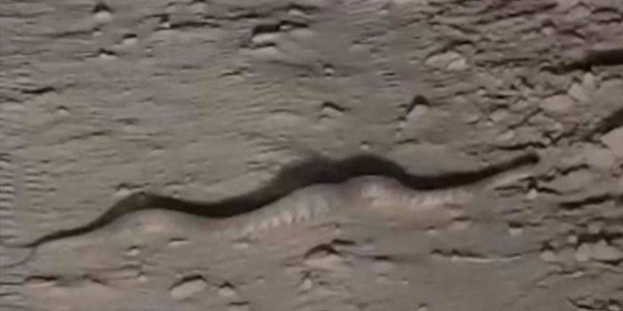 Yüksekova'da ölümcül zehre sahip engerek yılanı görüntülendi