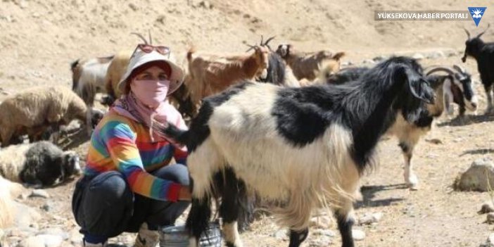 Veterinerlik öğrencisi Nimet, yaylada annesiyle birlikte koyun, keçi sağıyor