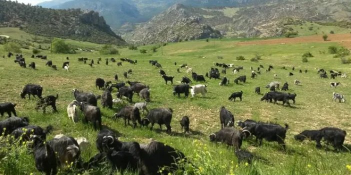 Keçi çobanına 728 bin liralık otlatma cezası