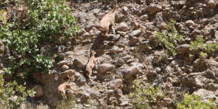 Hakkari dağlarında yaban keçileri görüntülendi