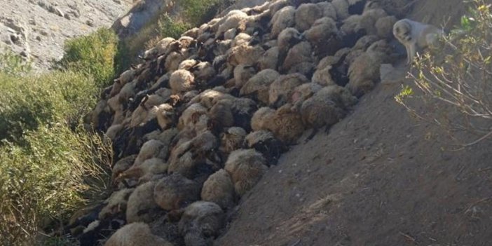 Hakkari'de sürüye kurt saldırdı: 300 koyun birbirini ezdi