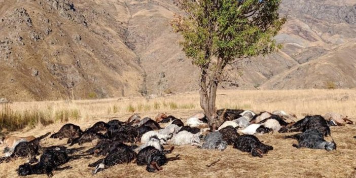 Derecik’te yıldırım düştü, 62 hayvan öldü