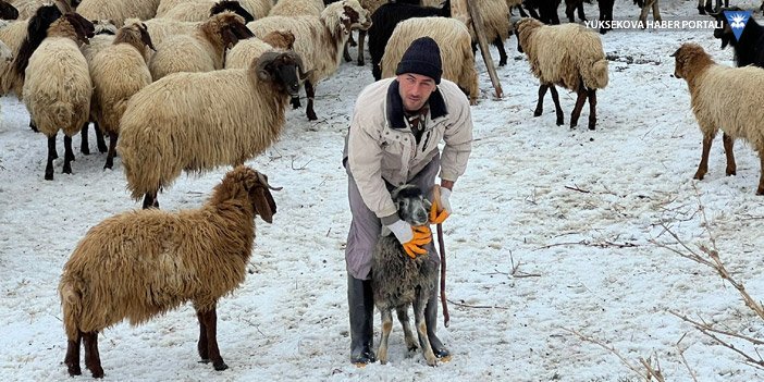 İranlı çoban: Koyunlarla zaman geçirmek insanlarla zaman geçirmekten daha güzel