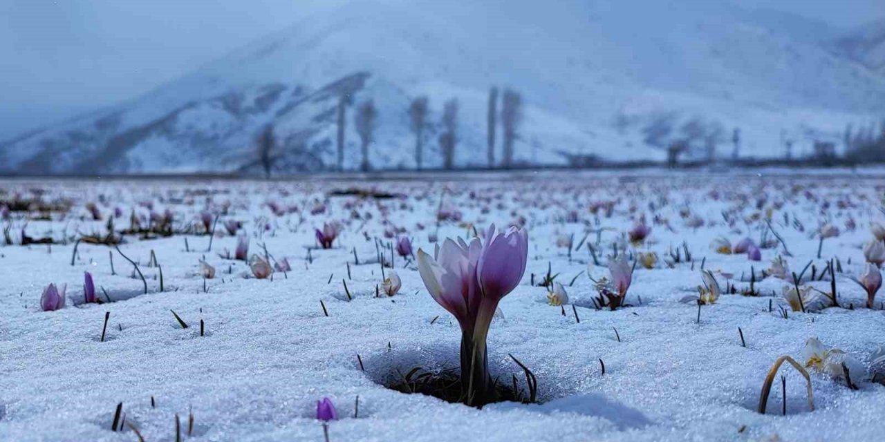 Karlar altındaki çiğdem çiçeklerinden kartpostallık görüntüler