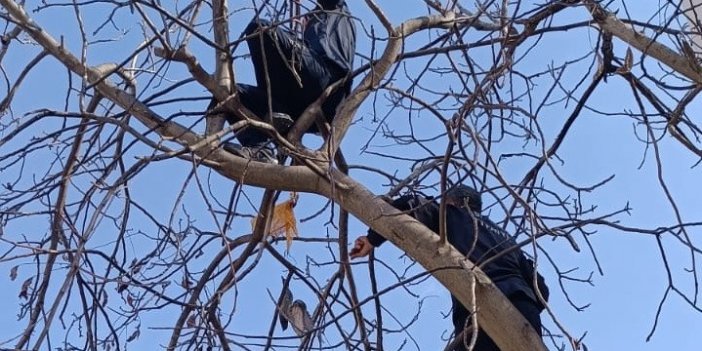 Ağaç dallarına takılan güvercini itfaiye kurtardı