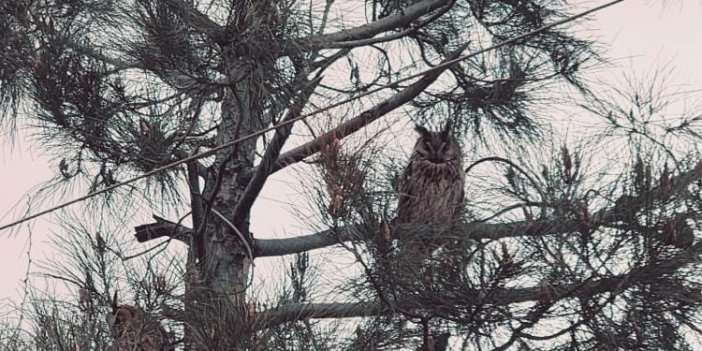 Nesli tükenmekte olan boynuzlu baykuş Diyarbakır’da görüldü