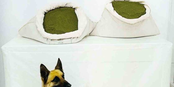 Bingöl'ün Genç ilçesinde 45 kilo esrar ele geçirildi