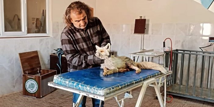 Van’da yaralı halde bulunan tilki tedavi altına alındı