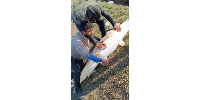 Kahta'da 70 kilogram ağırlığında turna balığı yakalandı