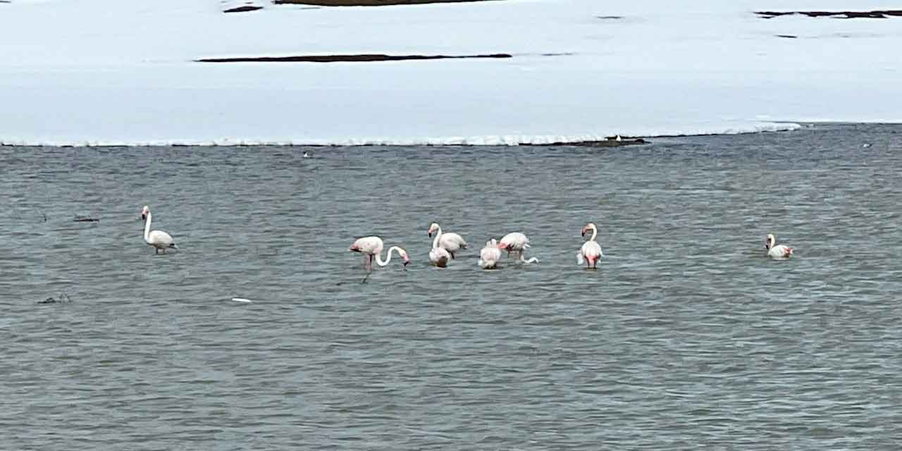 Nehir sazlığında beslenen flamingolar görüntülendi
