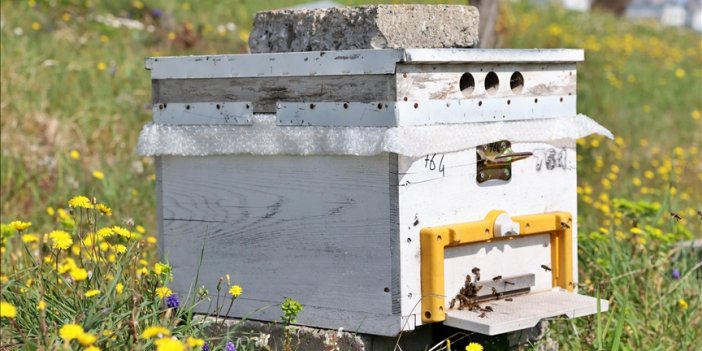 Bal arıları, sürdürülebilir tarımda önemli rol oynuyor