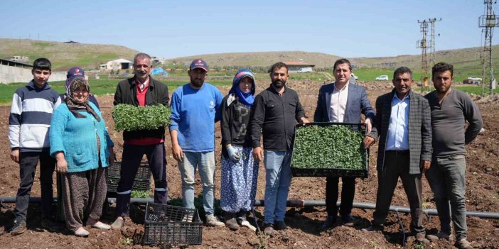 Kilis’te çiftçilerin zorlu çalışması Ramazan’da da devam ediyor