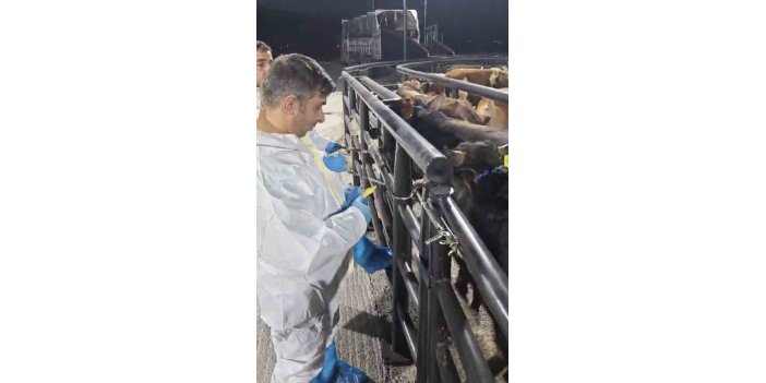 Şap hastası 29 hayvan yakalandı, sahibine 199 bin lira ceza kesildi