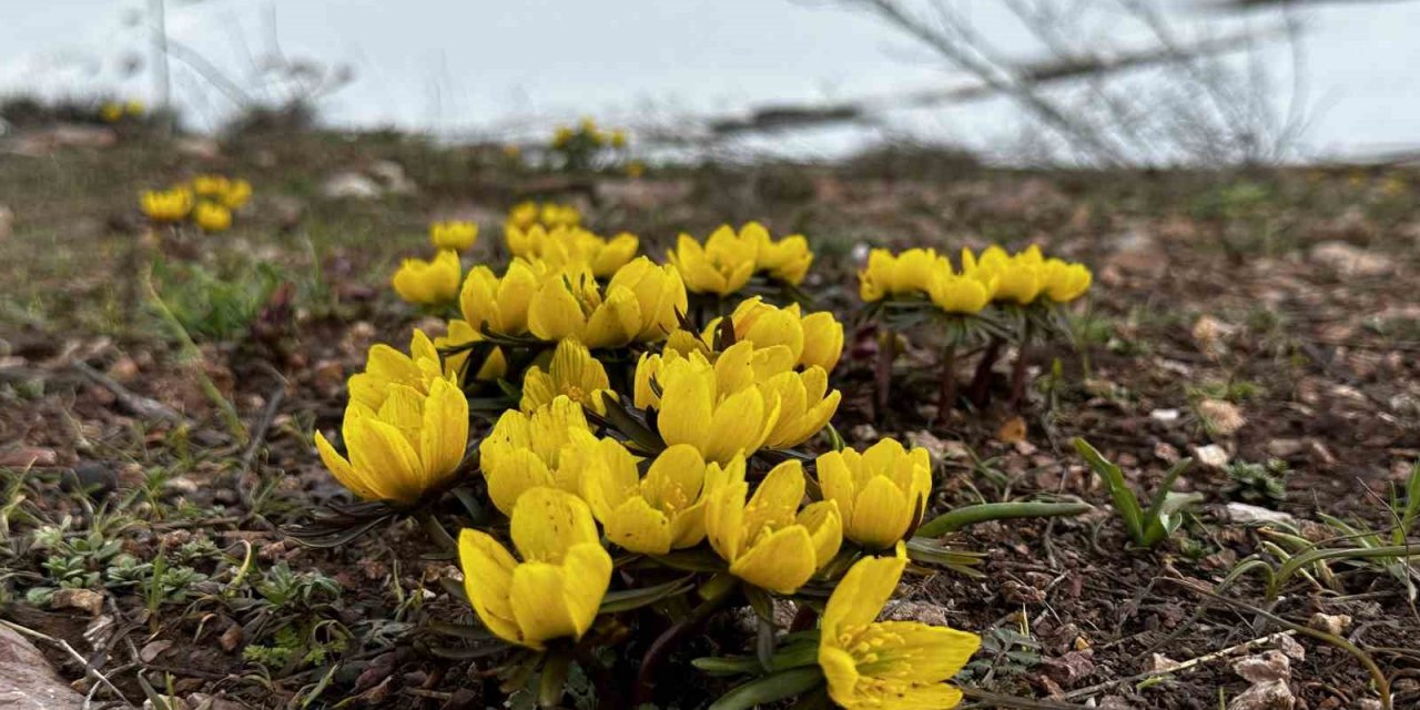 Yüksekova’da baharın müjdecisi çiçekler açtı