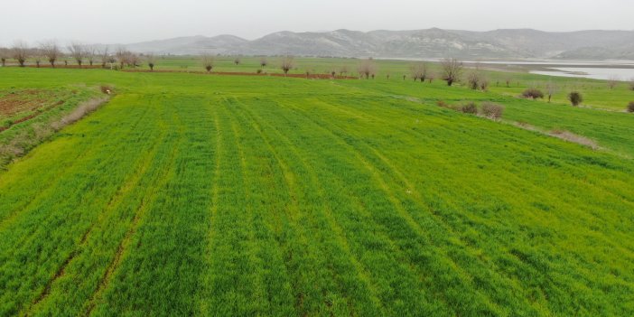 Elazığ'da ilkbahar yağışları çiftçilerin yüzünü güldürdü