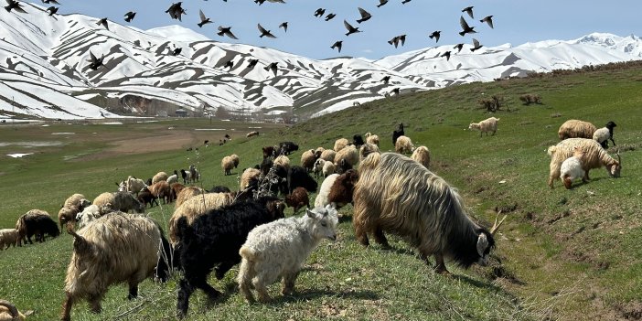 Yüksekova'da baharın gelmesiyle birlikte koyunlar meralara çıktı