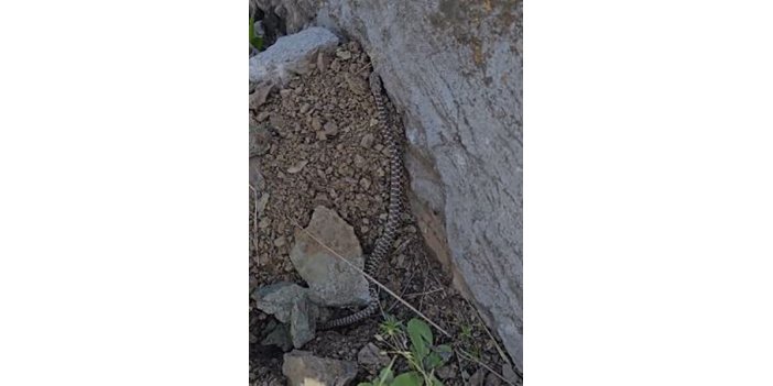 Elazığ’da zehirli kocabaş yılanı kameralara yansıdı