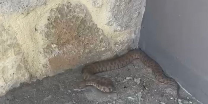 Isırığı bir insanı öldürmeye yetiyor: 2 metrelik engerek yılanı görüldü