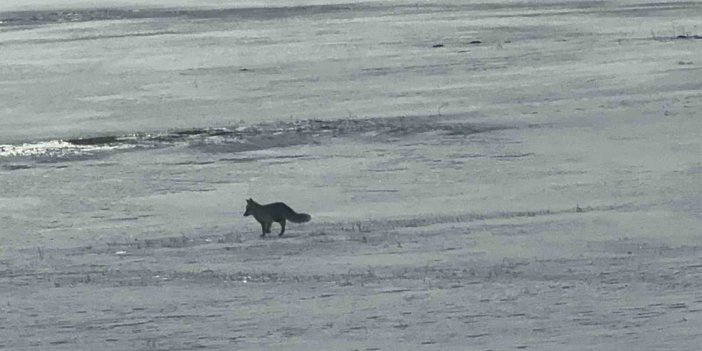 Van’da aç kalan tilkiler karda yiyecek aramaya çıktı
